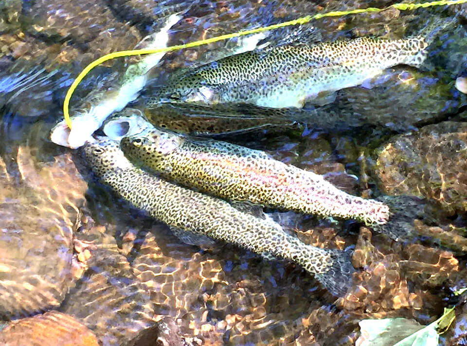 Trout from the Chattahoochee River