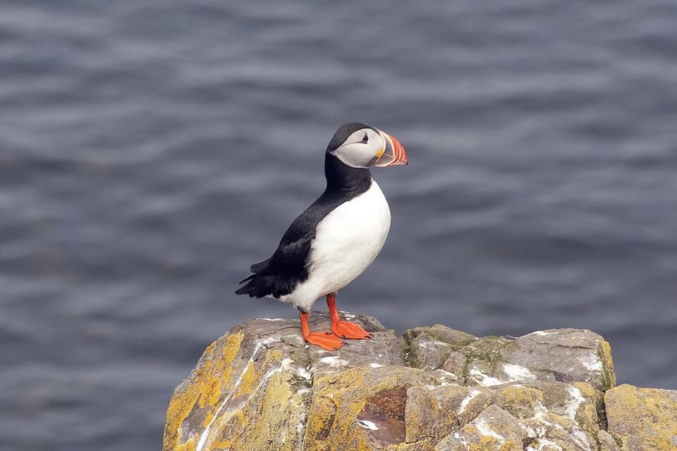 Puffin on a rock