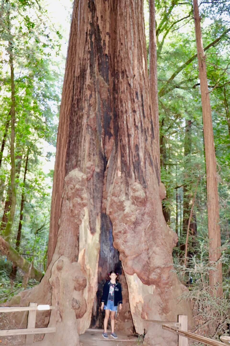 Size of Muir Woods Redwood trees