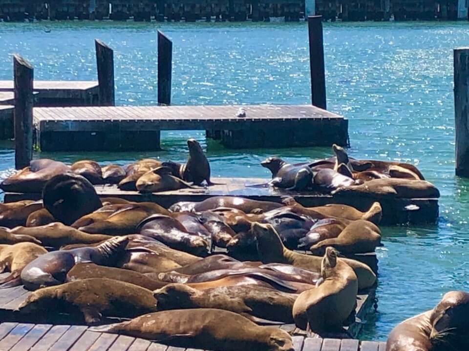 Sea Lions at Pier 39