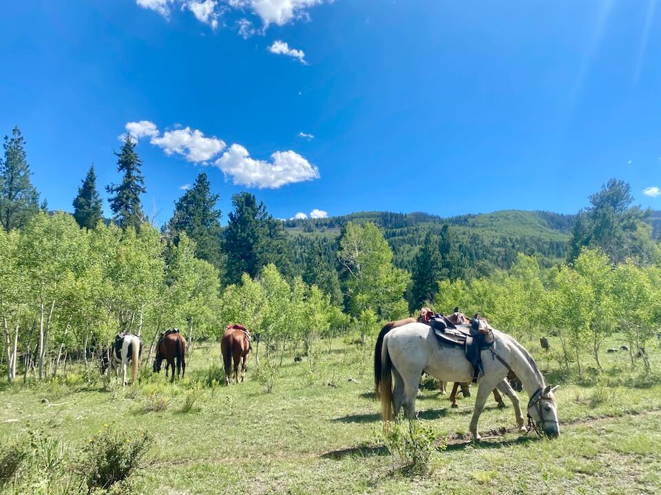 Resting horses on an all day drive