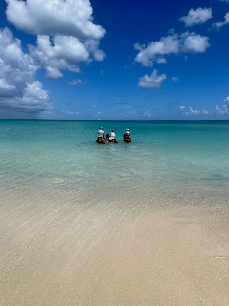 Swimming with horses in Antigua