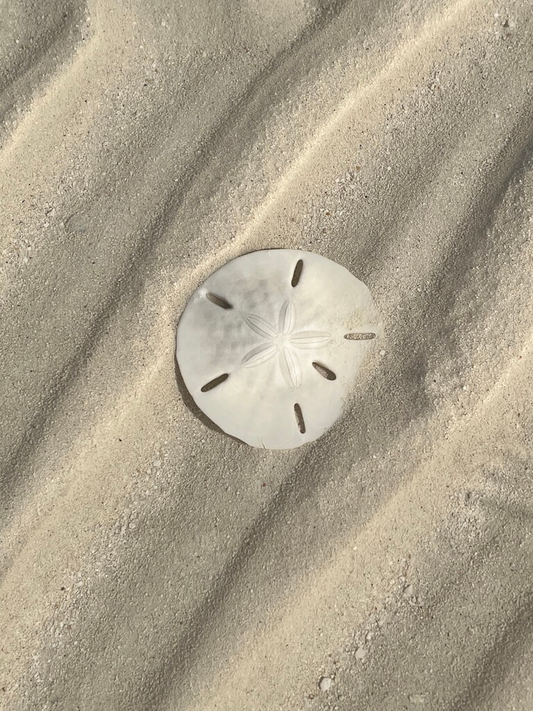 Sand dollar on Eleuthera