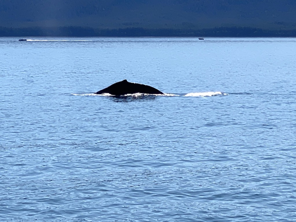 Whale watching tour