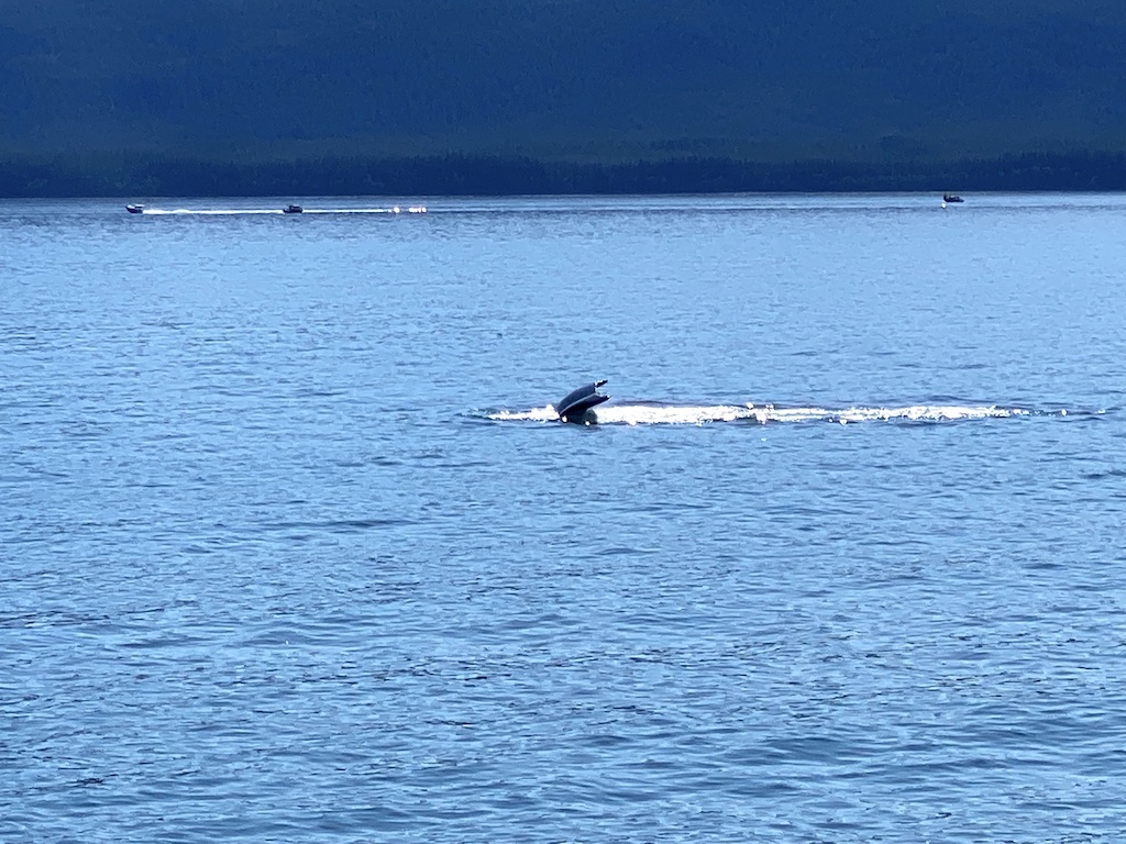 Whale watching in Alaska