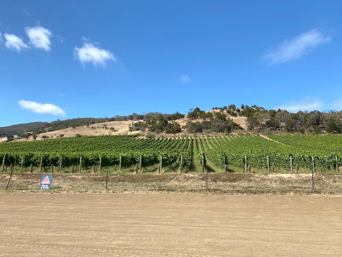 Wine Tour in Hobart : Cruise Excursion + Sightseeing - Endless Family Travels