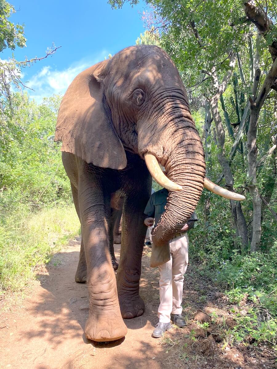 Elephants at The Elephant Sanctuary, Hartbeespoort Dam