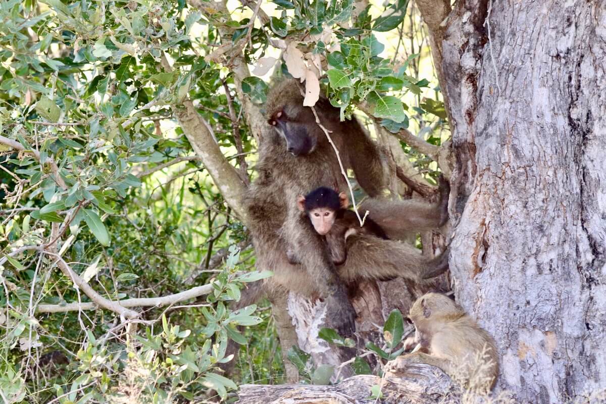 Baboons at Kruger