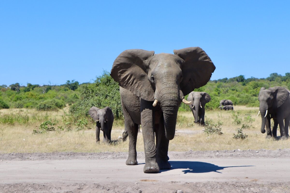 Elephants at Chobe National Park