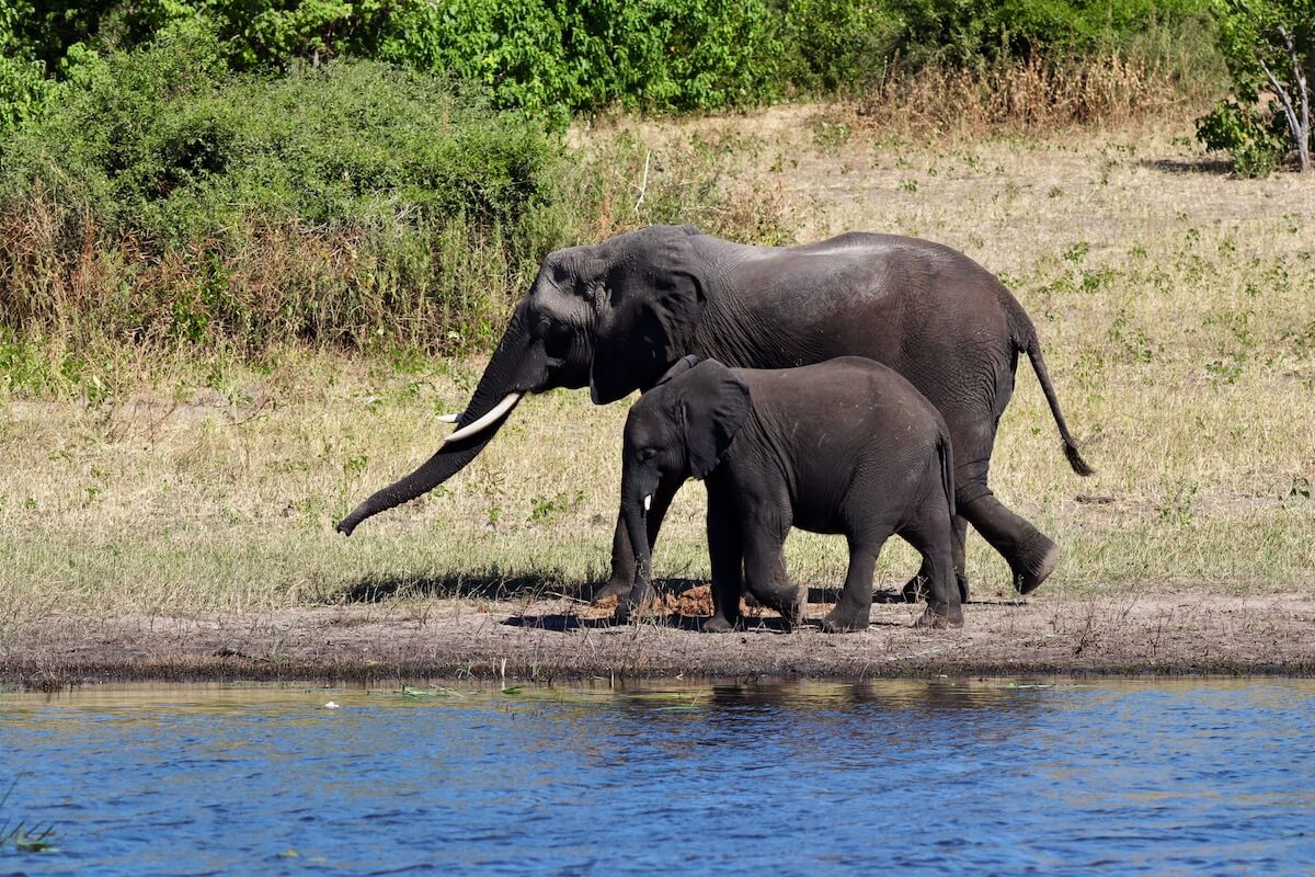 Elephants at Chobe National Park