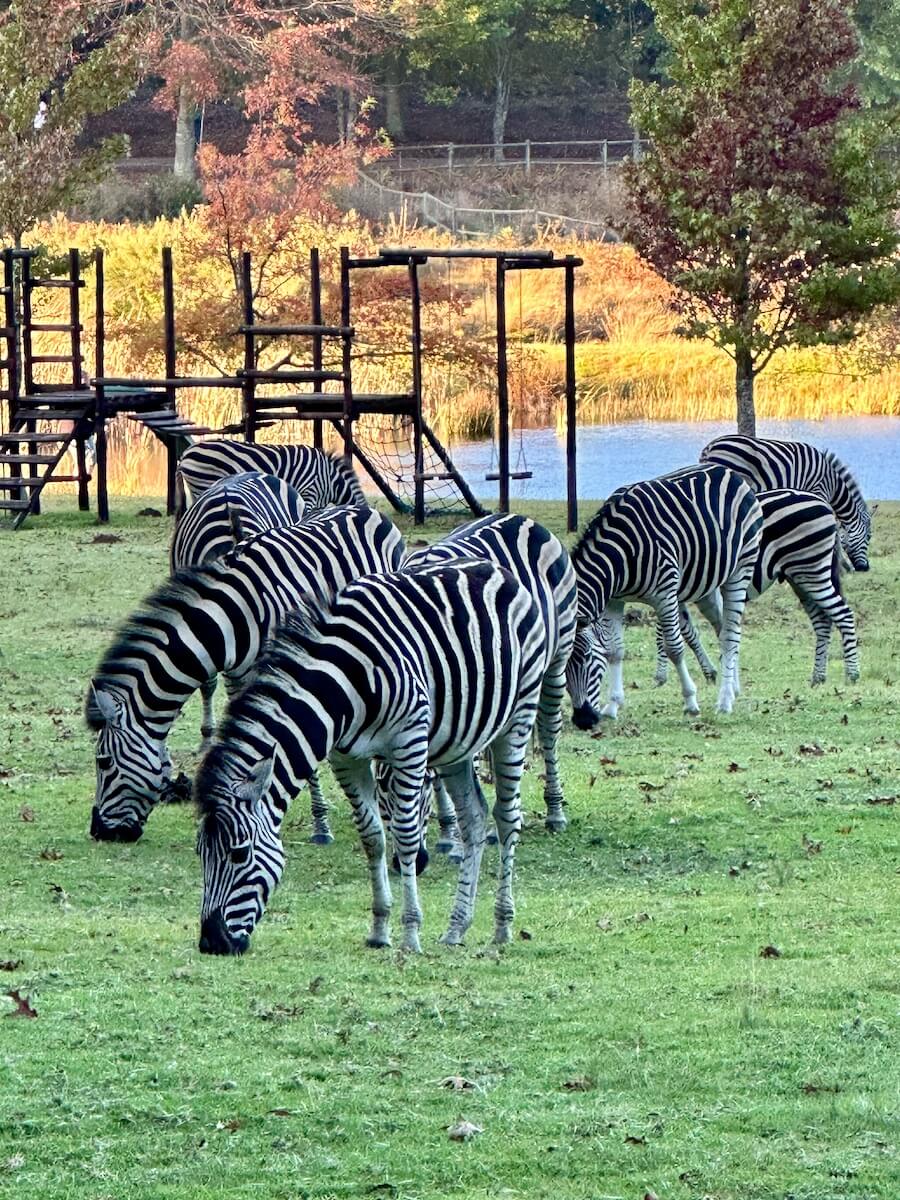 Zebras at Dunkeld Estate