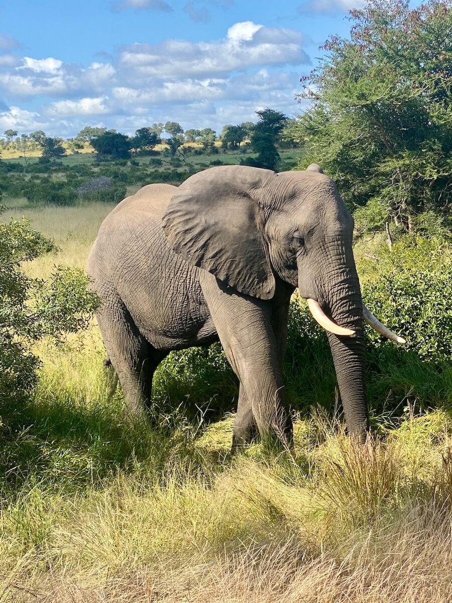 Elephant at Kruger