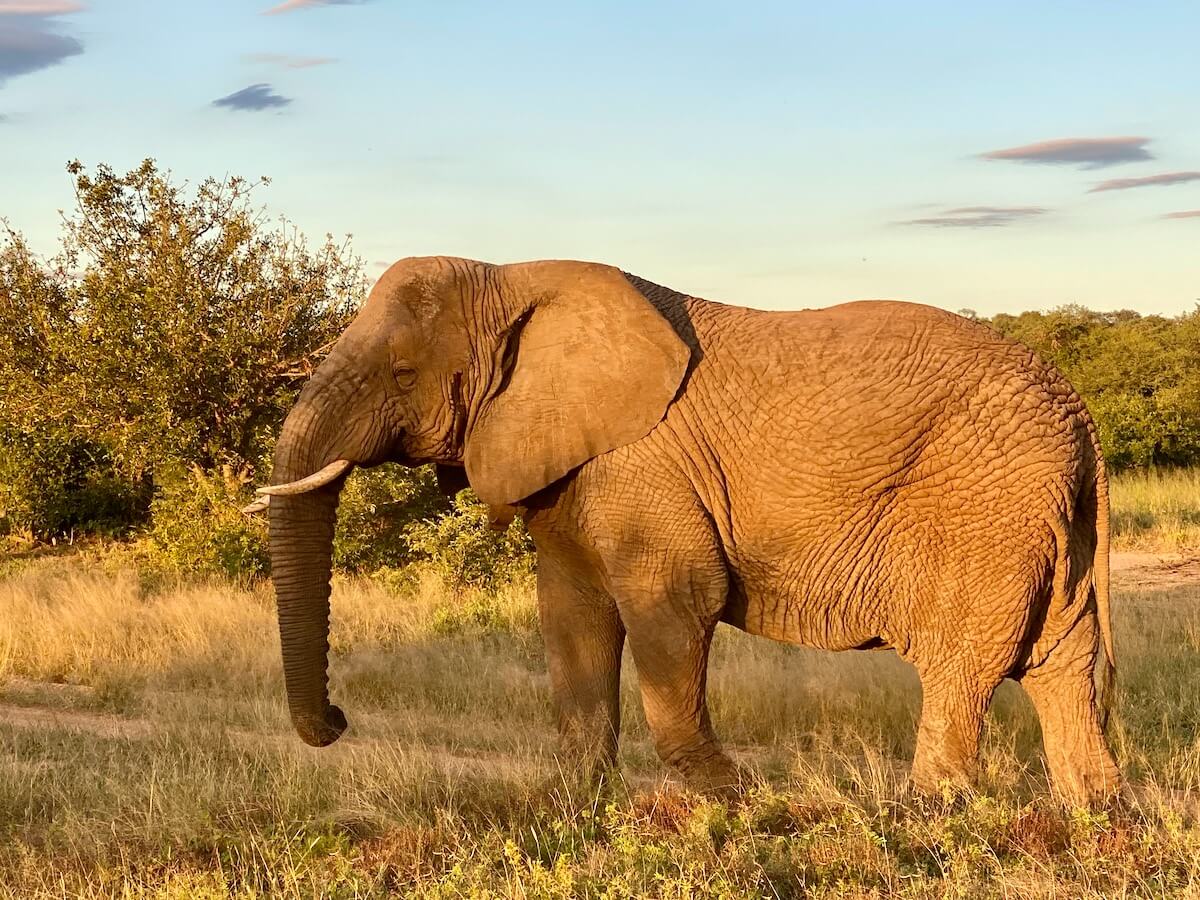Elephant in Tshukudu