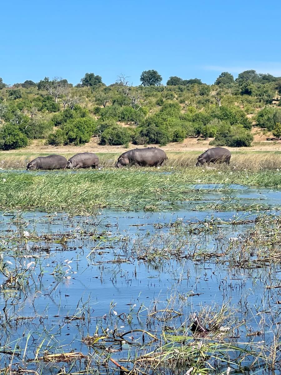 Hippos at Chobe National Park