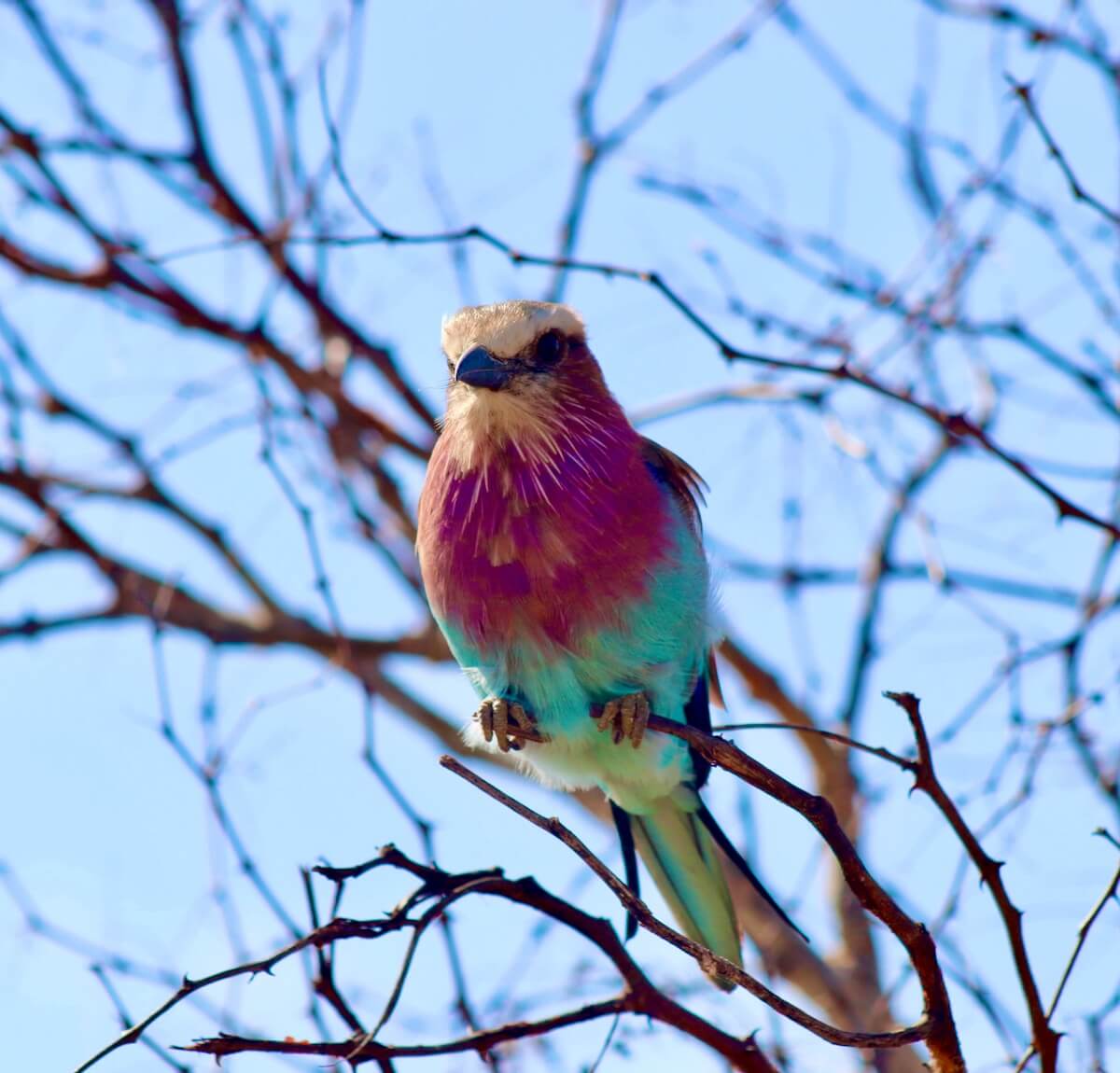 Lilac Breasted Roller, Kruger