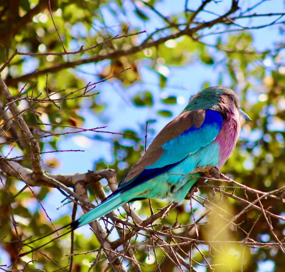 Lilac Breasted Roller, Kruger