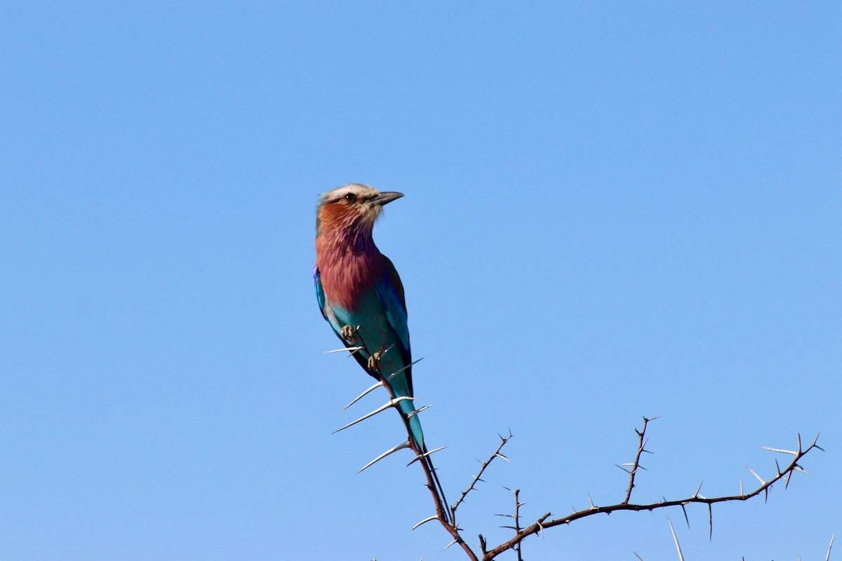 Lilac Breasted Roller, Kruger