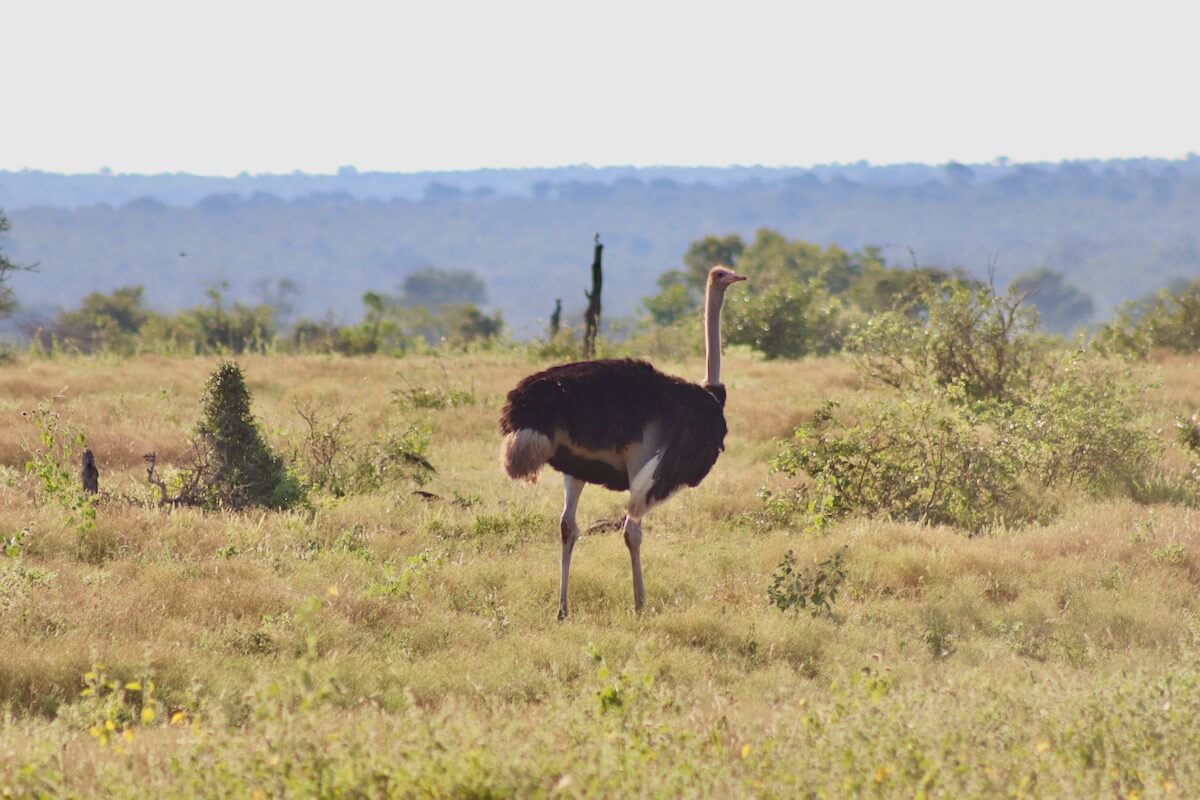 Ostrich at Kruger