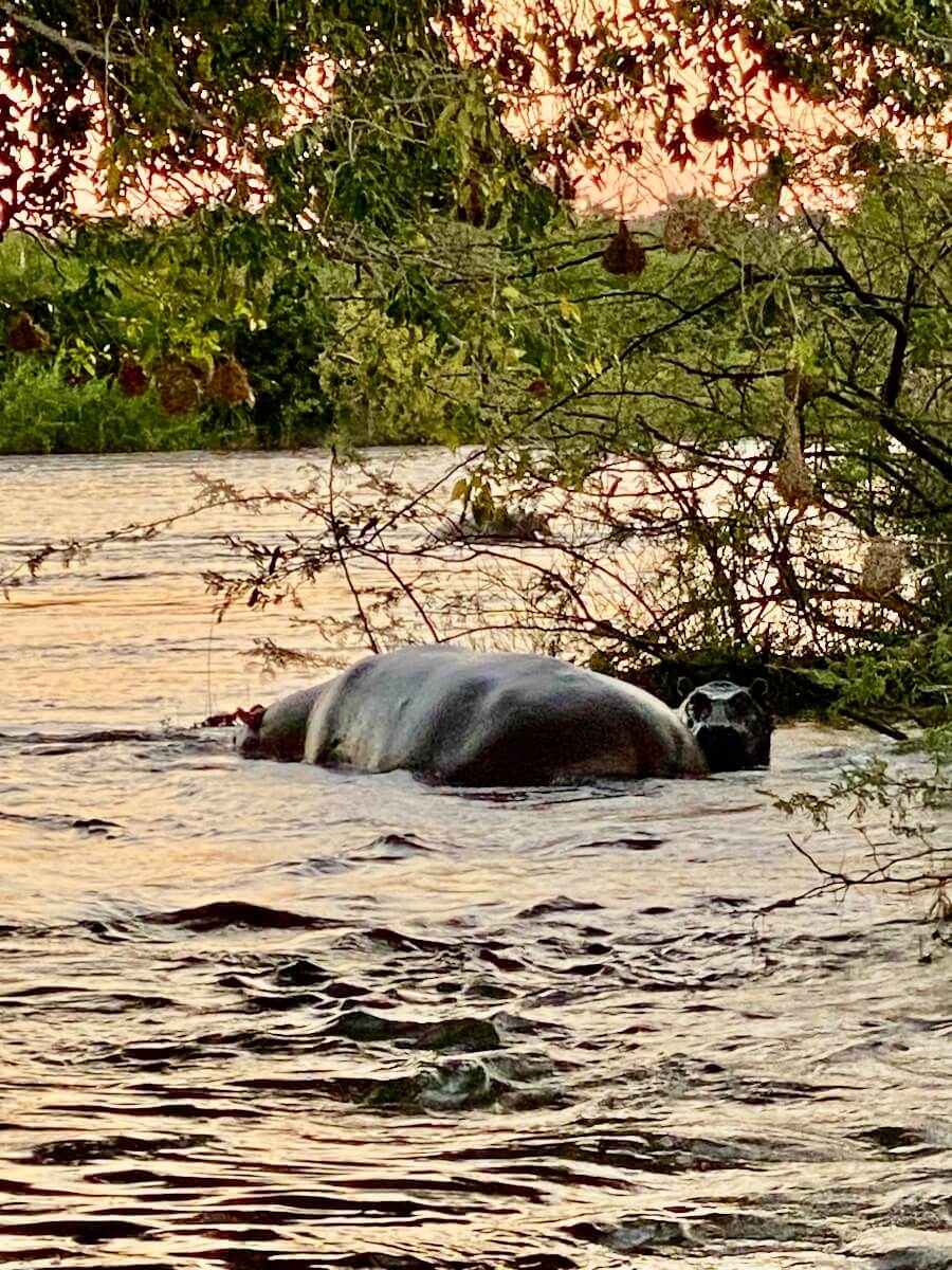 Hippo on Sundowner Cruise, Zimbabwe