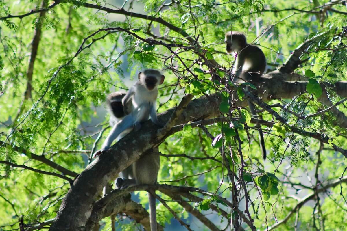 Vervets at Kruger