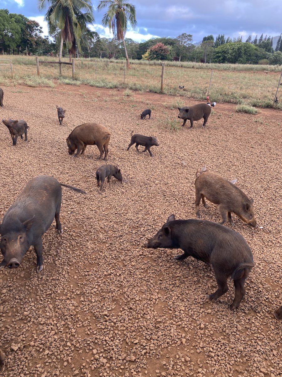 Animals at Kilohana Plantation, Kauai